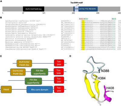 Agrobacteria deploy two classes of His-Me finger superfamily nuclease effectors exerting different antibacterial capacities against specific bacterial competitors